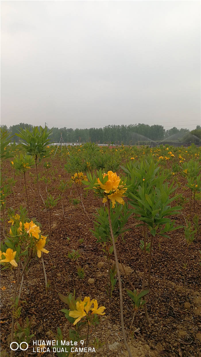 黄杜鹃种苗濒危植物，园林造景佳品