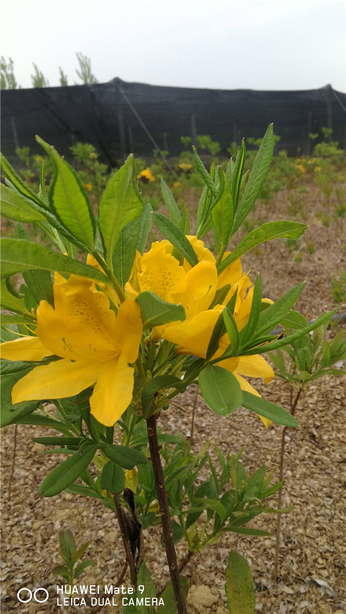 黄杜鹃花是杜鹃花的一种，因为花色为黄色而得名!多数用于园林观赏用途